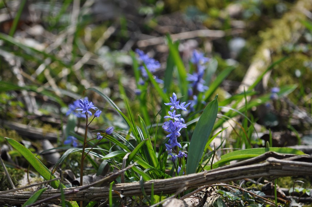 Scilla bifolia oder zweiblättriger Blaustern