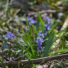 Scilla bifolia oder zweiblättriger Blaustern