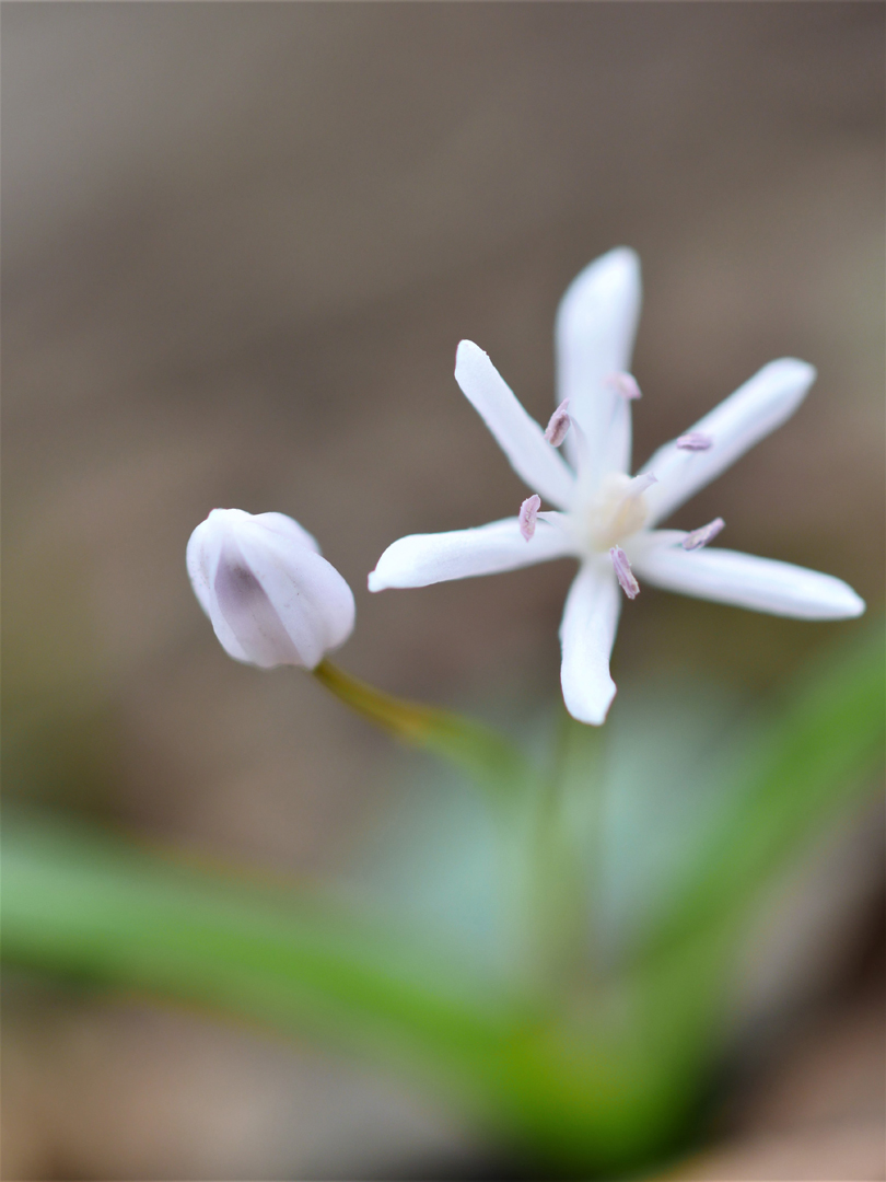 Scilla bifolia, Zweiblättriger Blaustern