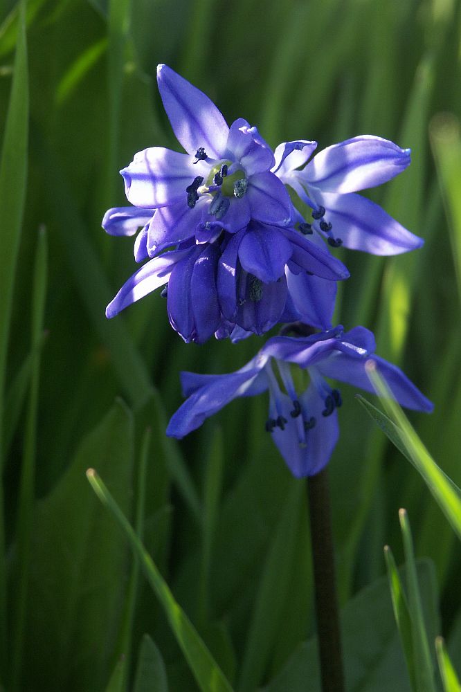 Scilla bifolia, Zweiblättriger Blaustern, Alpine Squill