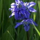 Scilla bifolia, Zweiblättriger Blaustern, Alpine Squill