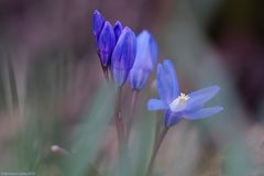 Scilla- Blau