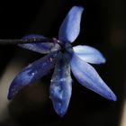 Scilla (Blaustern)