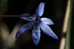 Scilla (Blaustern)