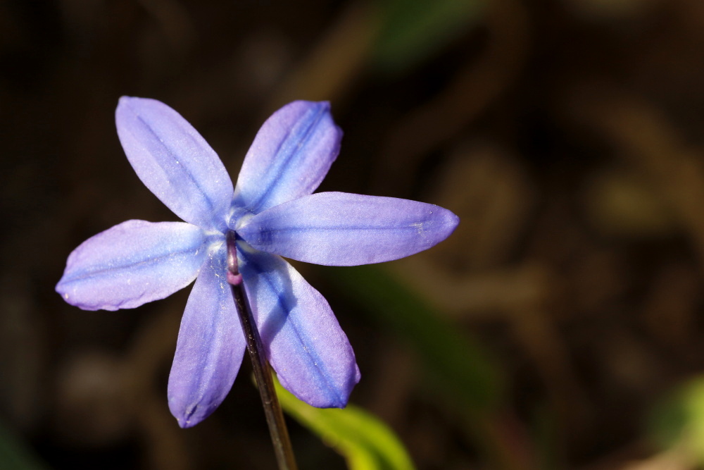 Scilla (Blaustern)