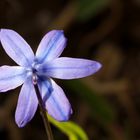 Scilla (Blaustern)