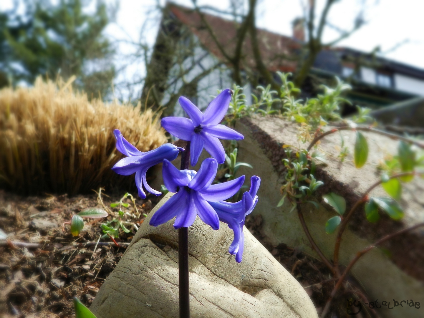 Scilla - Blaustern