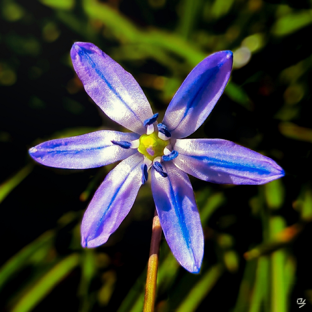 Scilla/ Blaustern