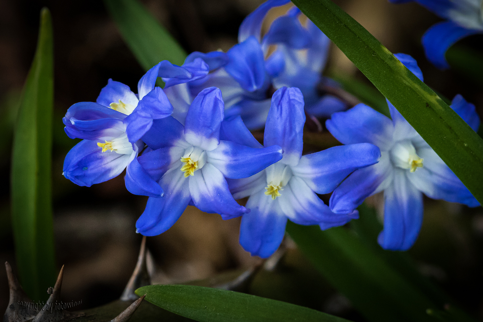 Scilla - Blaustern