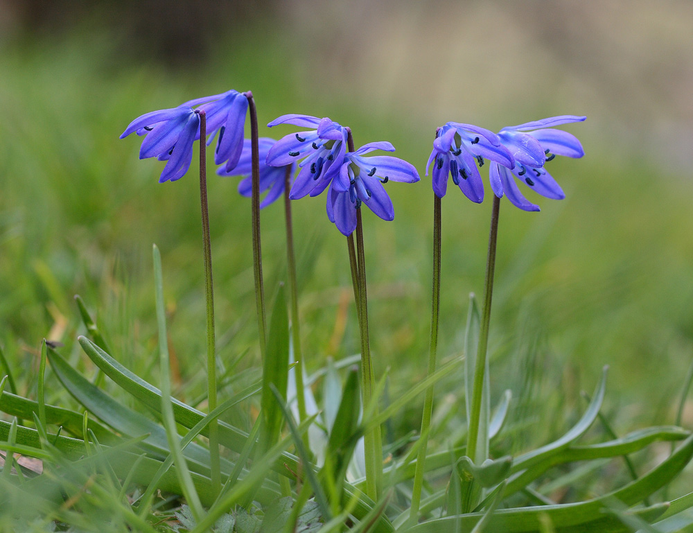 Scilla - Blaustern