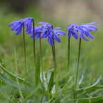 Scilla - Blaustern