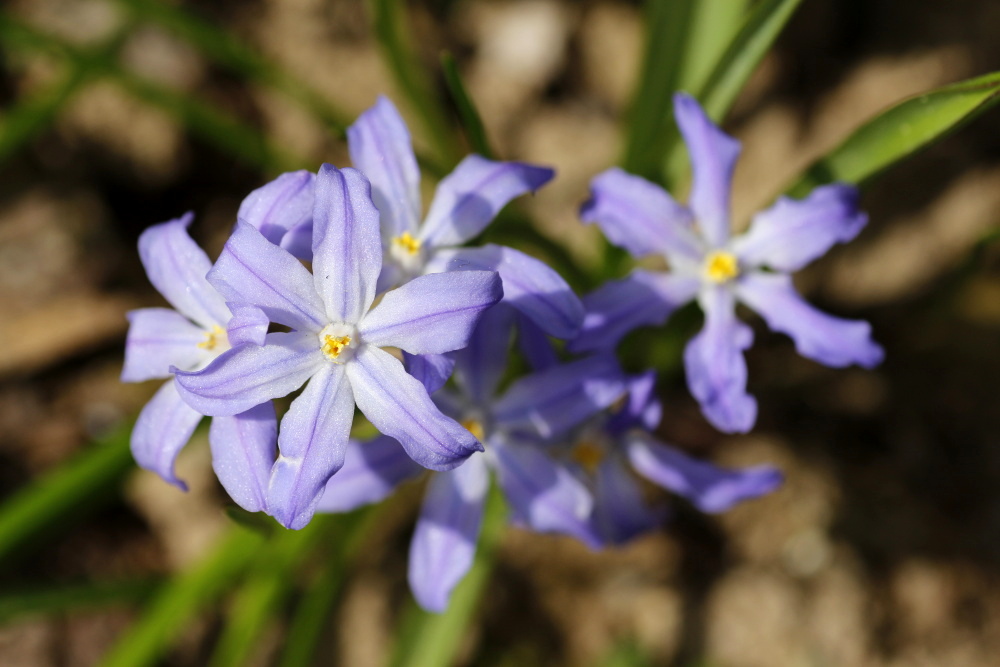 Scilla (Blaustern)