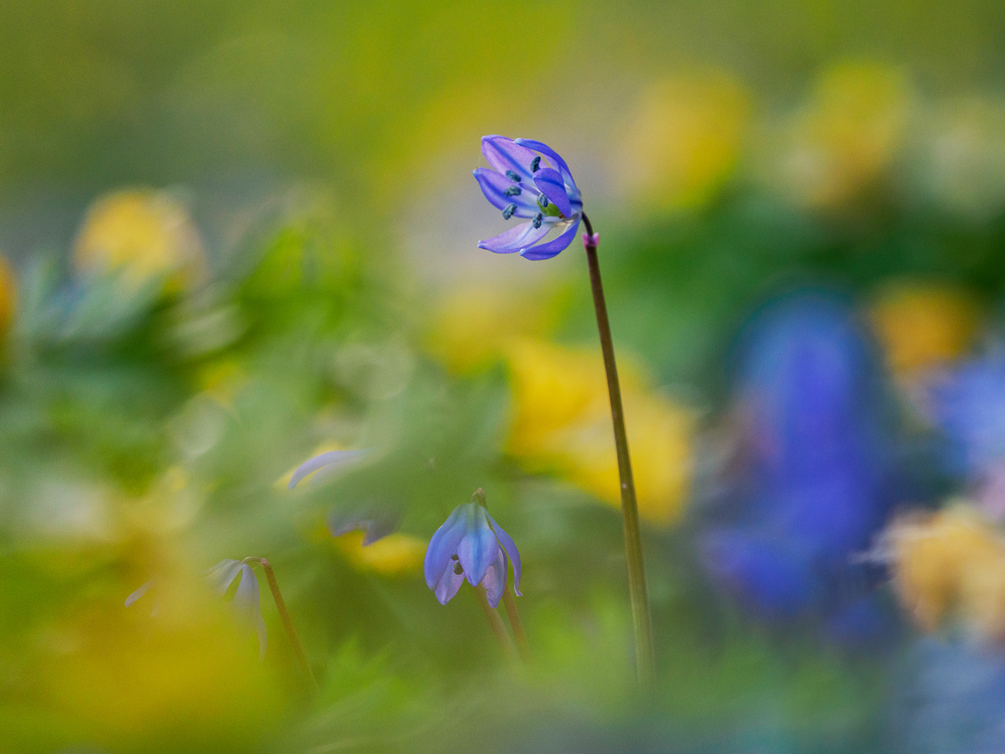 Scilla ( Blaustern ) zwischen Winterlingen