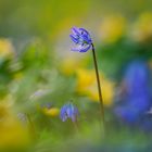 Scilla ( Blaustern ) zwischen Winterlingen