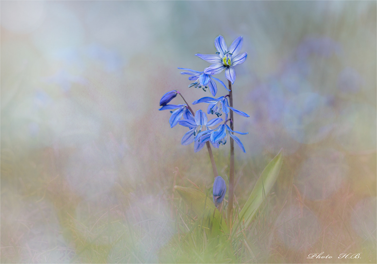 Scilla - Blausternchen