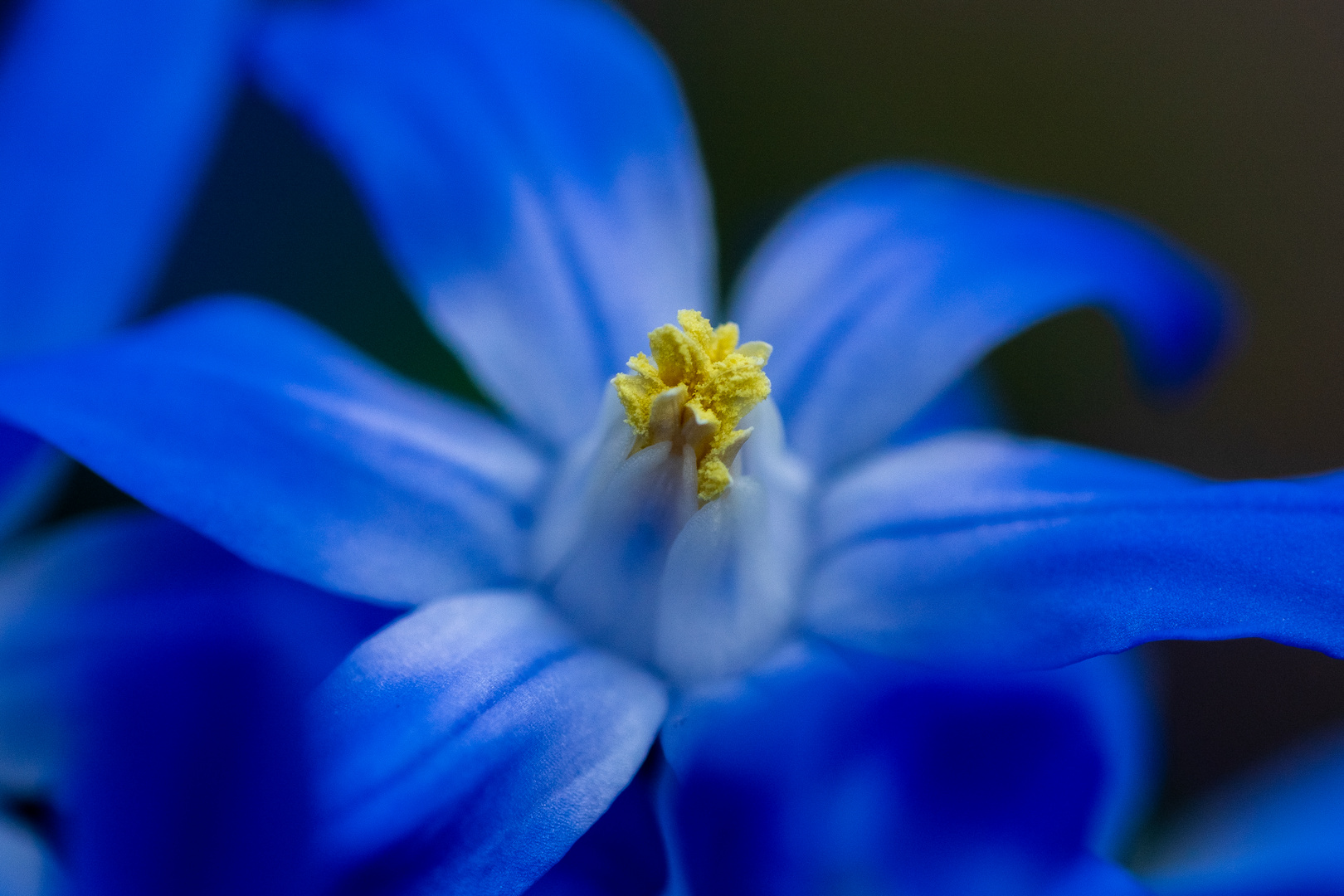 Scilla Blüte