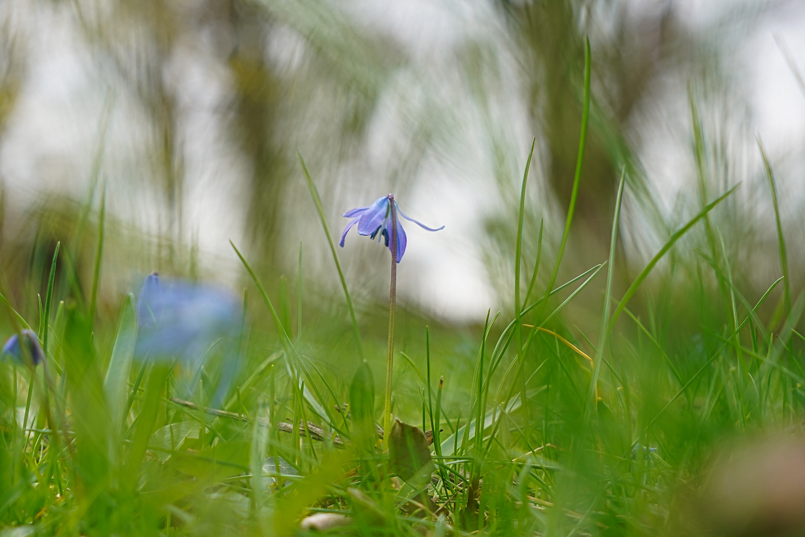 Scilla Blüte