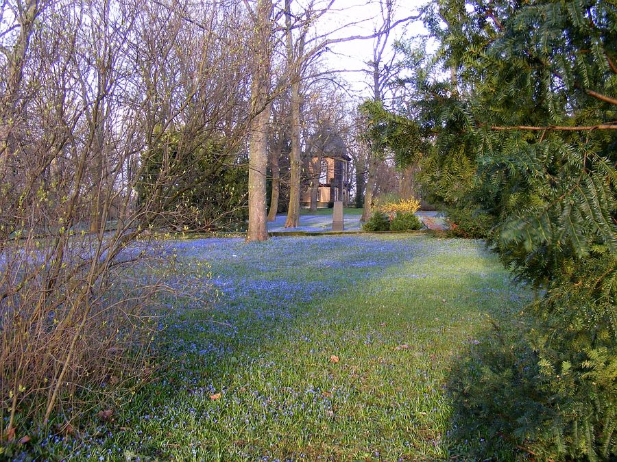 Scilla Blüte am Lindener Berg Hannover 2