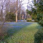 Scilla Blüte am Lindener Berg Hannover 2