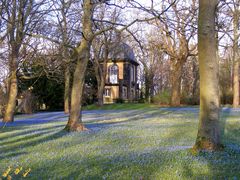 Scilla Blüte am Lindener Berg Hannover 3