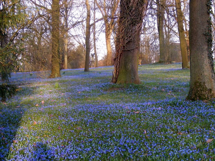 Scilla Blüte am Lindener Berg Hannover