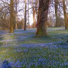 Scilla Blüte am Lindener Berg Hannover