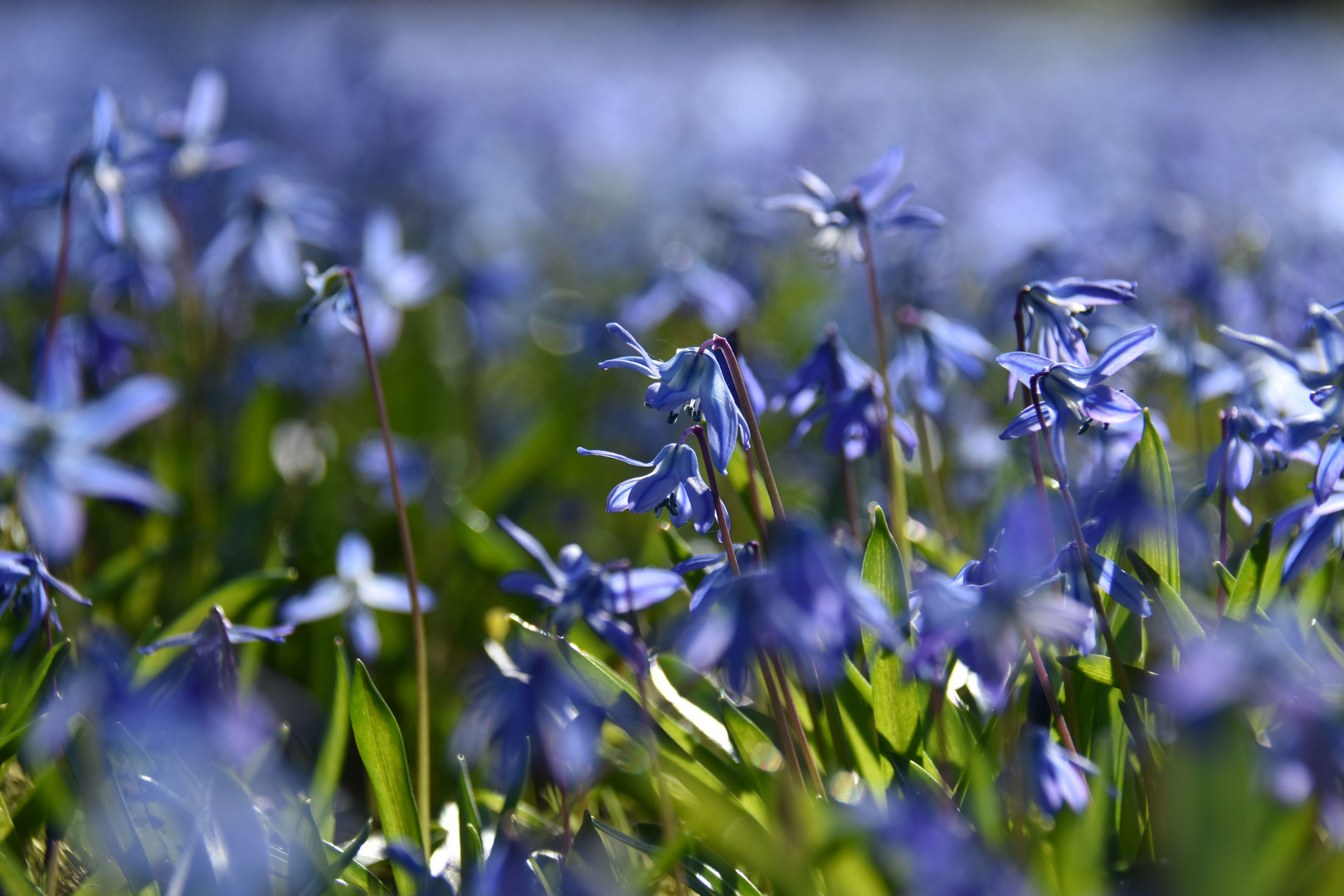 Scilla Blüte