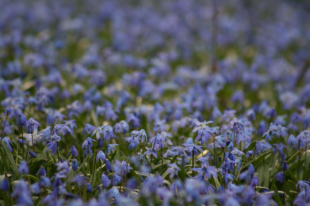 Scilla-Blüte in Hannover am Lindener Berg