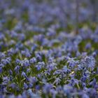 Scilla-Blüte in Hannover am Lindener Berg