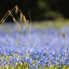 Scilla Blüte Lindener Berg Hannover