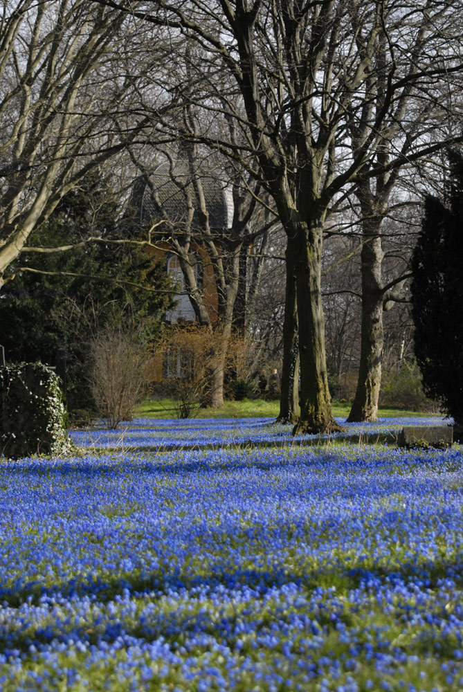 Scilla Blüte Lindener Berg Hannover II