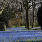 Scilla Blüte Lindener Berg Hannover II