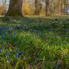 Scilla-Blüte - Lindener Berg/Hannover