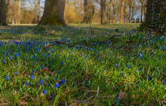 Scilla-Blüte - Lindener Berg/Hannover