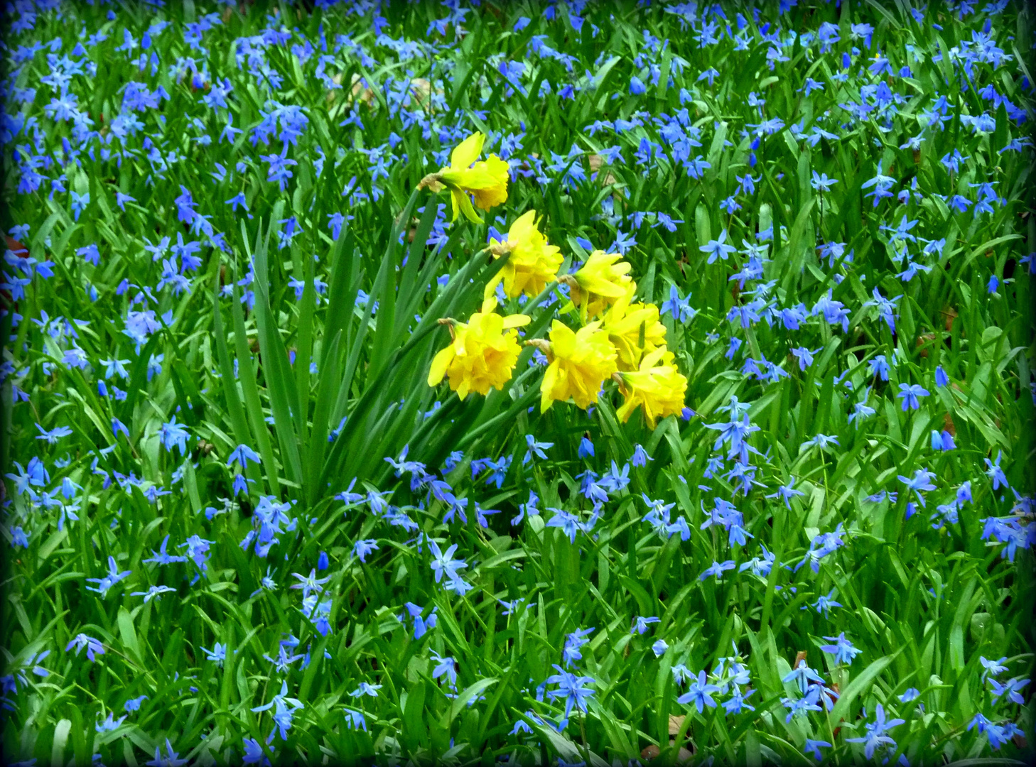 Scilla Blüte mit Osterglocken