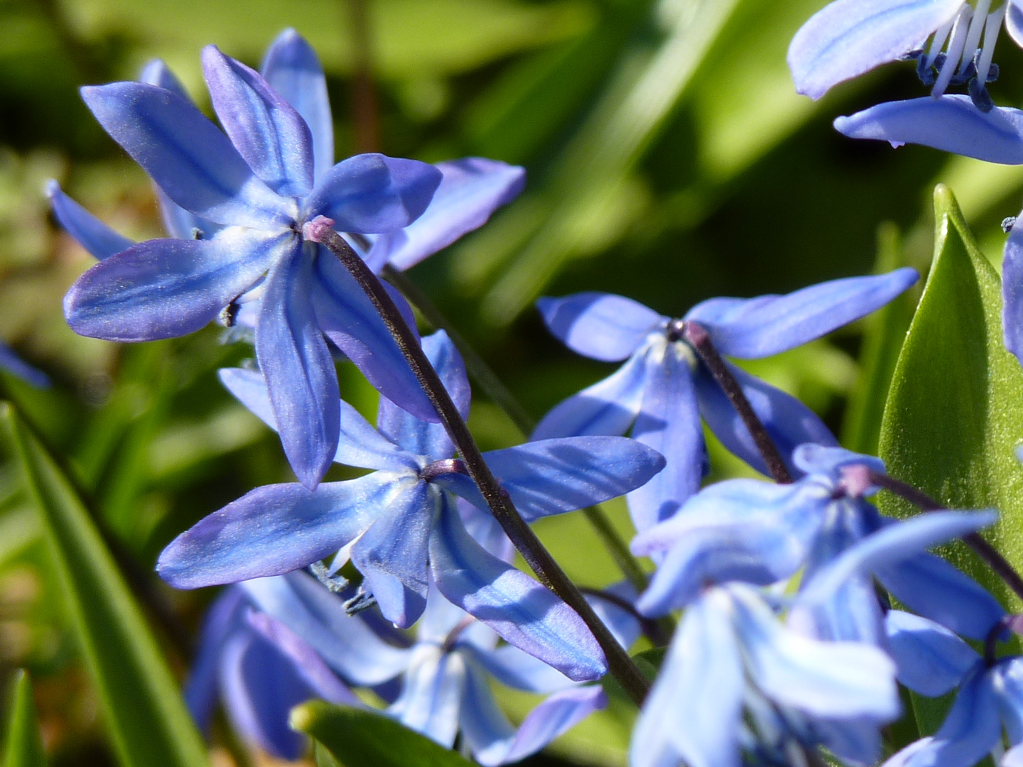 Scilla-Blütenfest