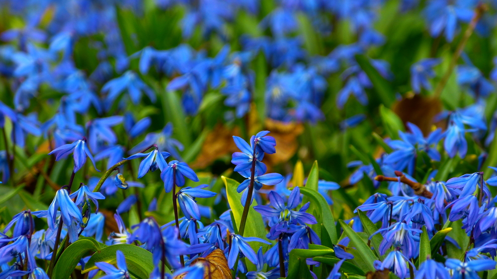 Scilla-Blütenfest auf dem Lindener Berg bei Hannover