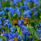 Scilla-Blütenfest auf dem Lindener Berg bei Hannover