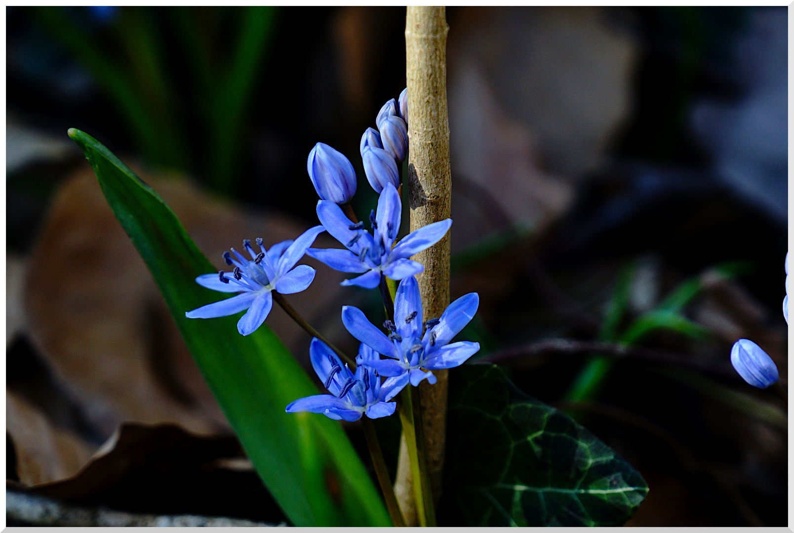 Scilla