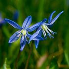 Scilla