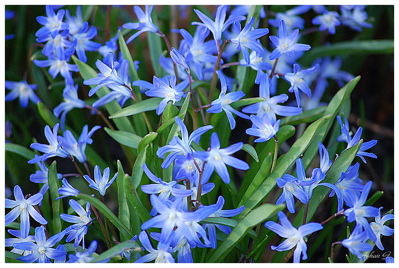 Scilla