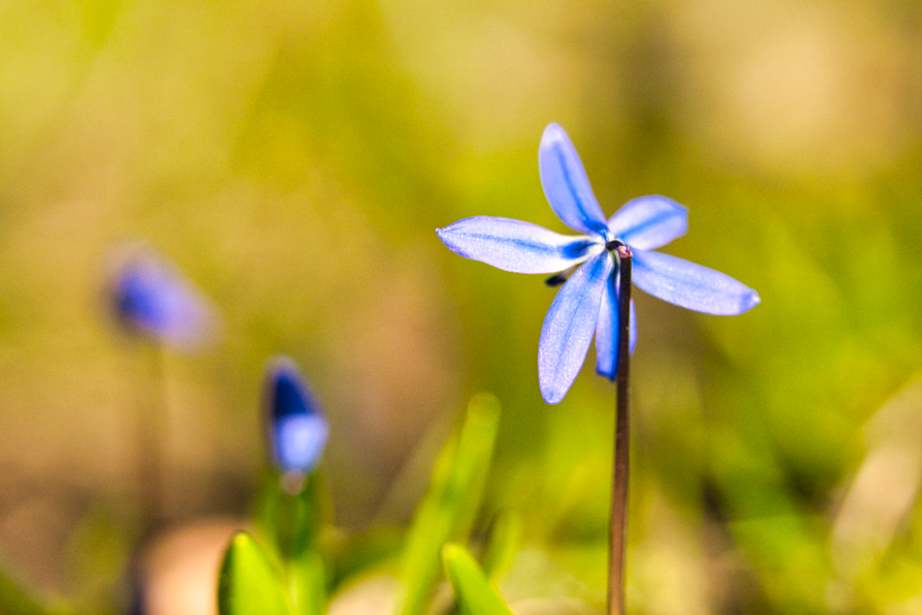 Scilla