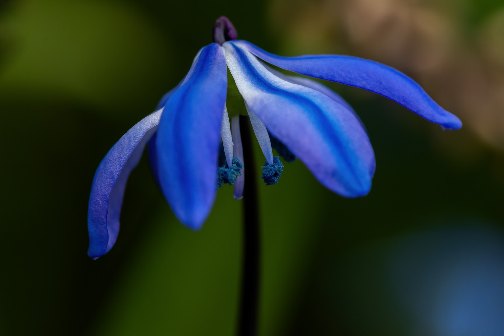 Scilla