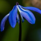 Scilla