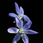 Scilla