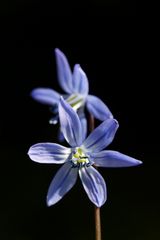 Scilla