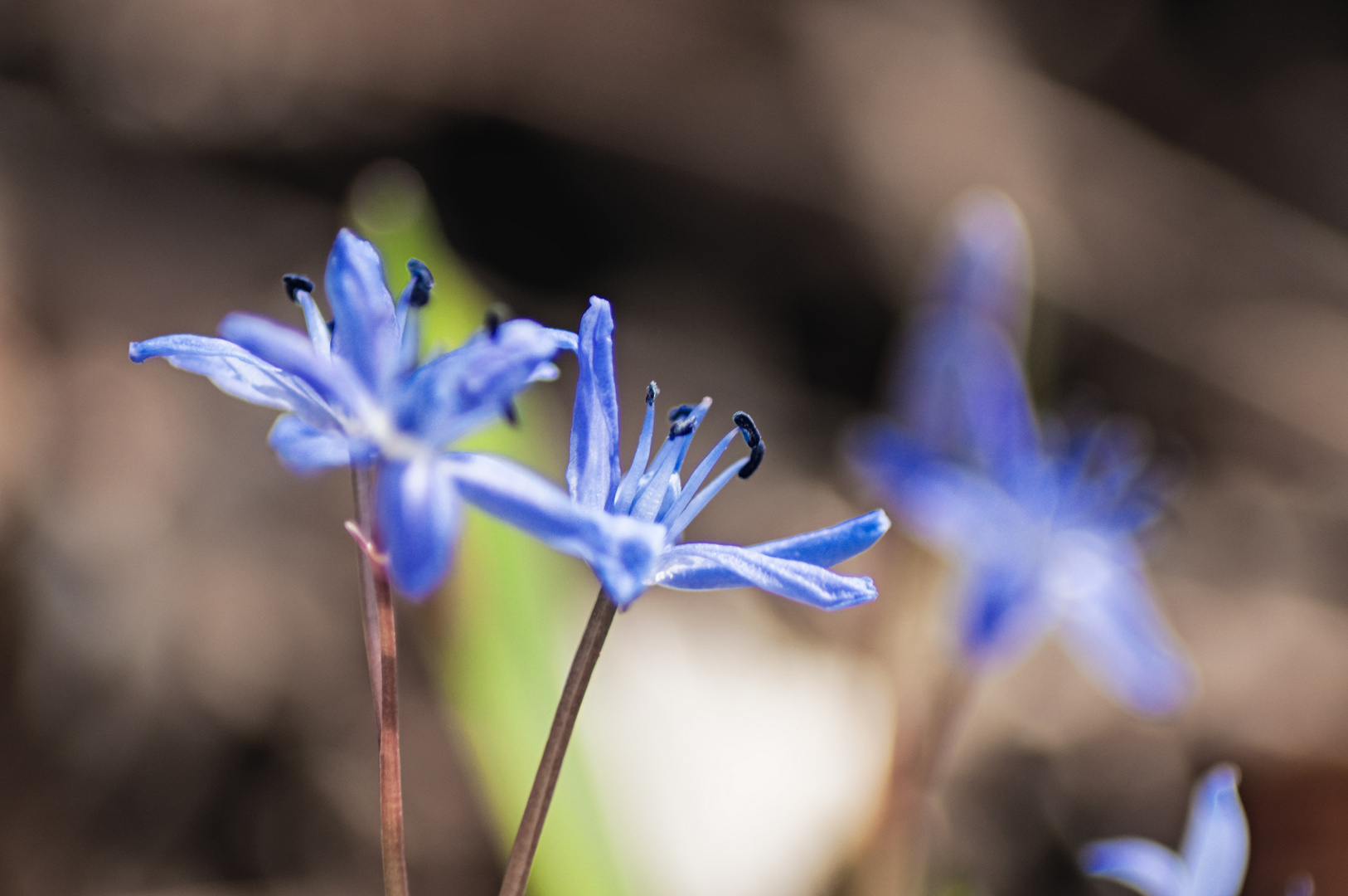 Scilla Frühling