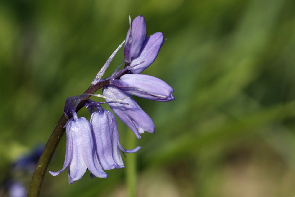 Scilla (Hasenglöckchen)