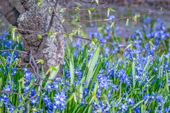 Scilla I
