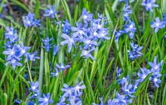 Scilla II